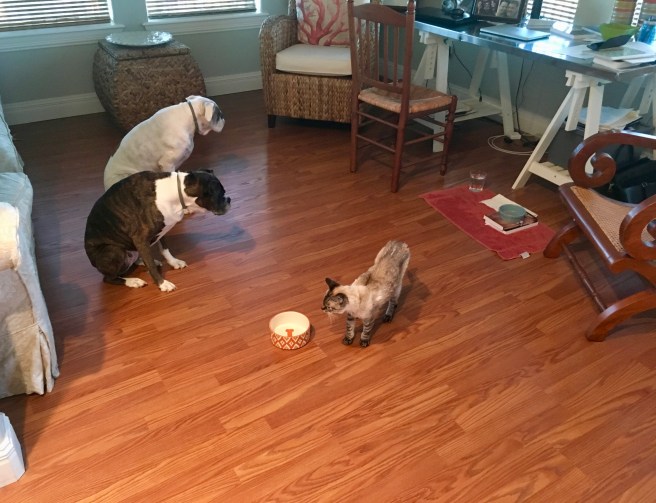 Stella, Lucy and Bailey