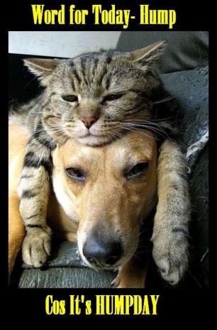 Hump Day