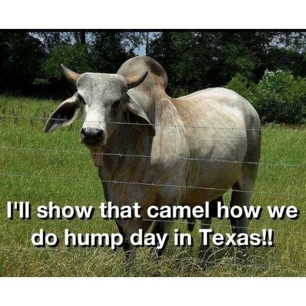 Hump Day in Texas