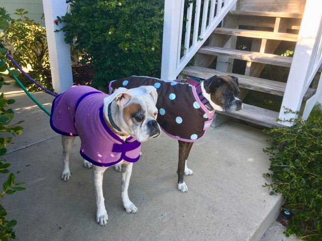 Lucy and Bailey