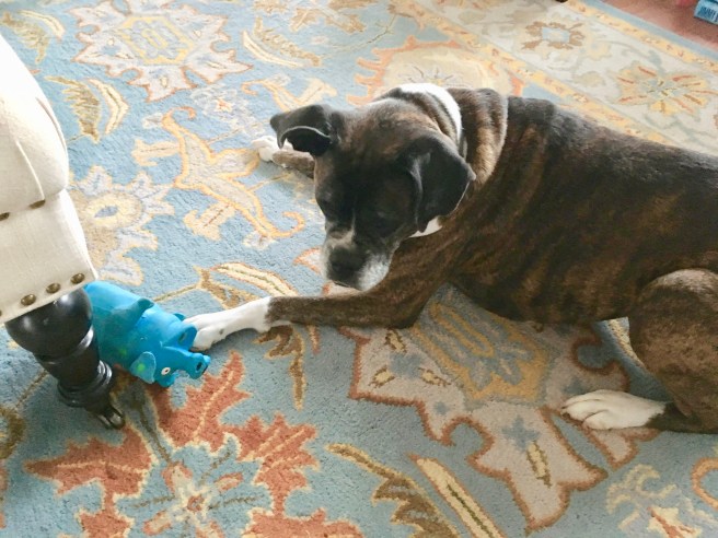 Lucy and Bailey