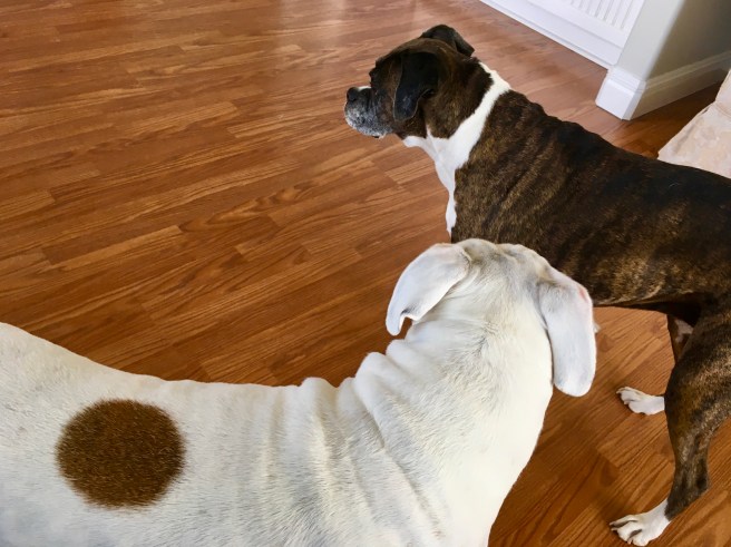 Lucy and Bailey