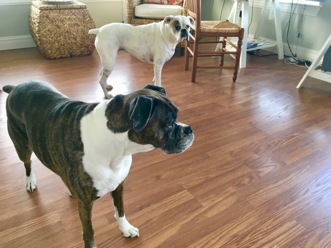 Lucy and Bailey