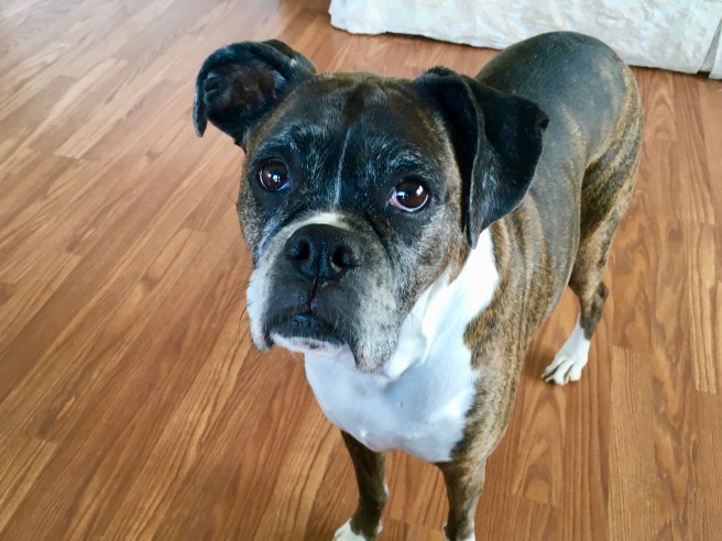 Bailey