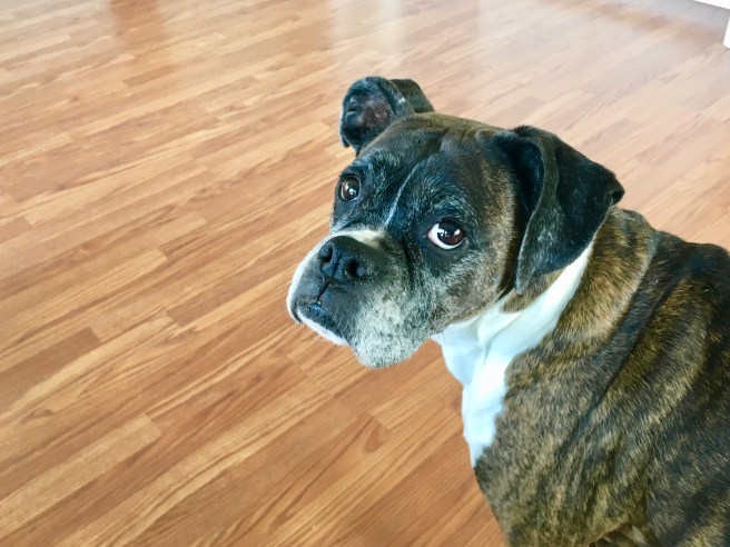 Bailey