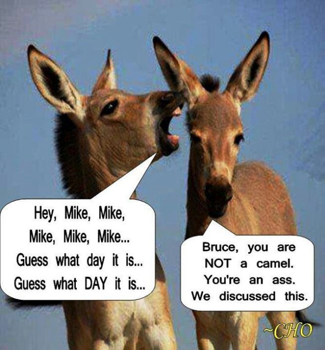 Hump Day