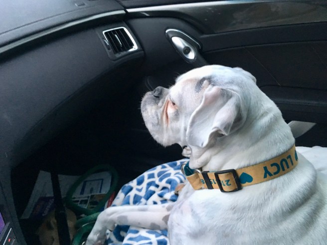 Lucy goes to the Vet