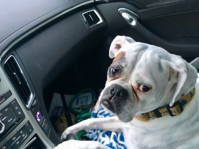 Lucy goes to the vet