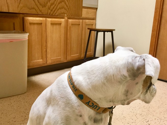 Lucy goes to the vet