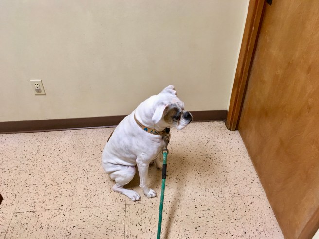 Lucy goes to the vet