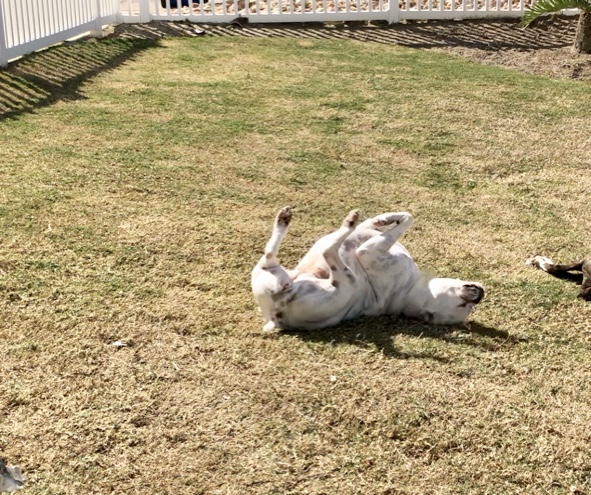 Lucy and Bailey