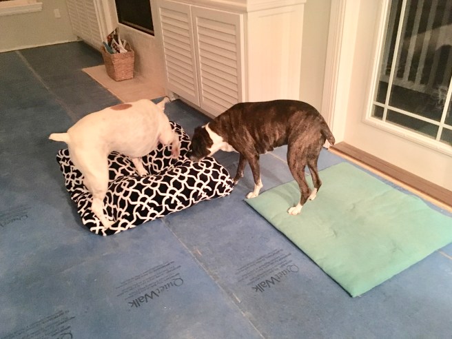 Lucy and Bailey