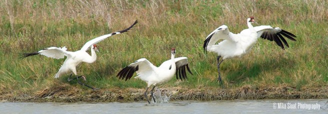 Whooping Cranes