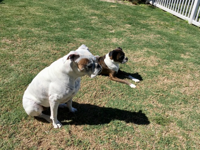 Lucy and Bailey