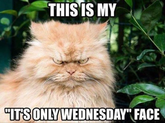 Hump Day