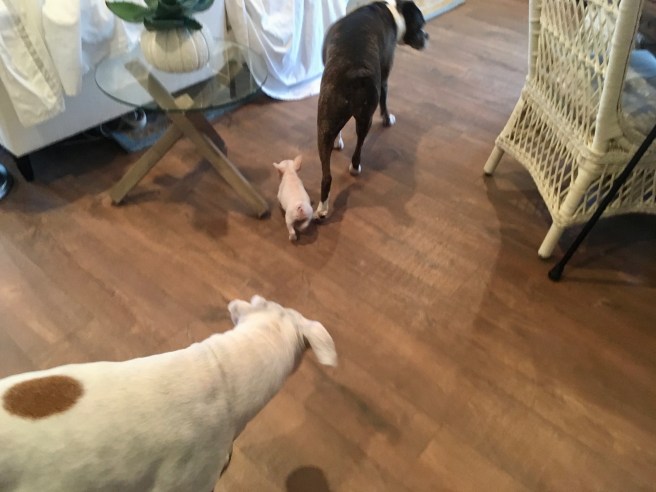 Bailey Lucy and Twiggy
