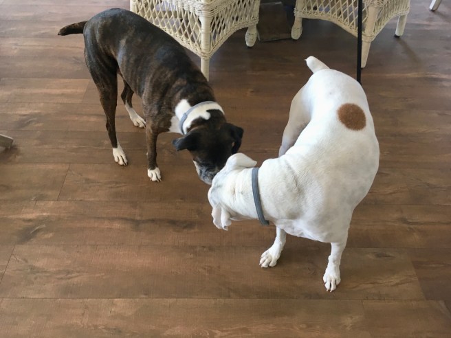 Lucy and Bailey