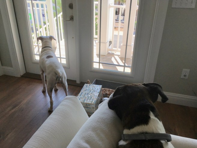 Lucy and Bailey