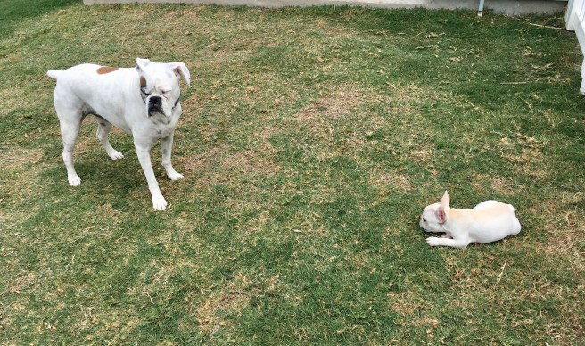 Twiggy and Lucy