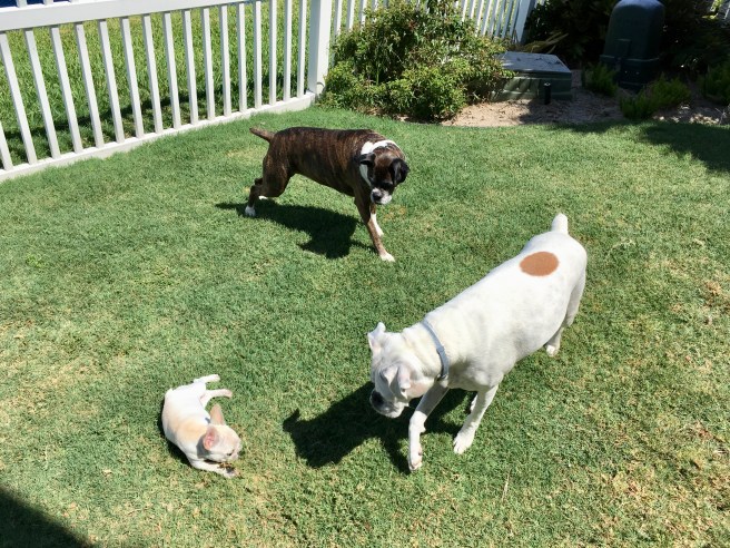 Twiggy, Lucy, and Bailey