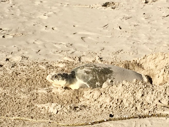 Turtle eggs