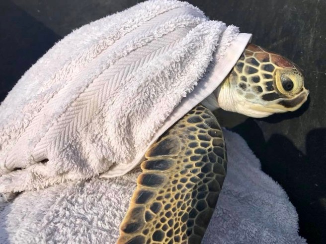 TURTLE RELEASE