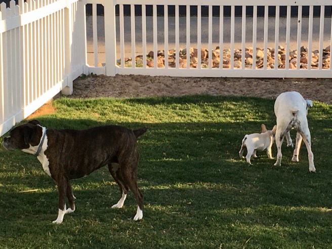 Twiggy, Lucy and Bailey