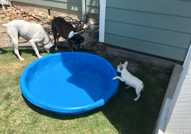Twiggy, Lucy, Bailey