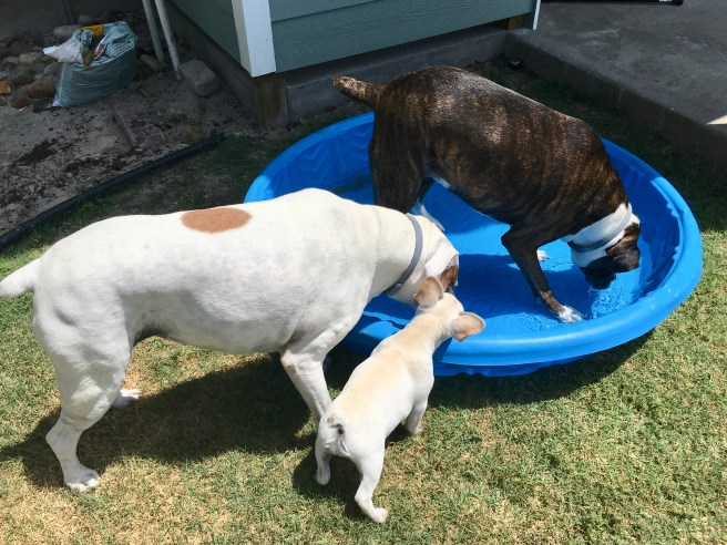 Twiggy, Lucy. Bailey