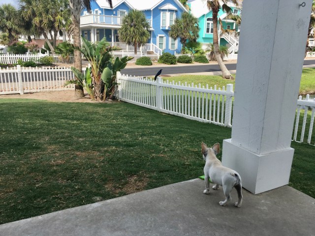 Lucy, Bailey, and Twiggy