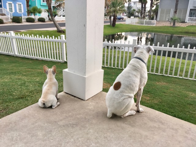 Lucy, Bailey, and Twiggy
