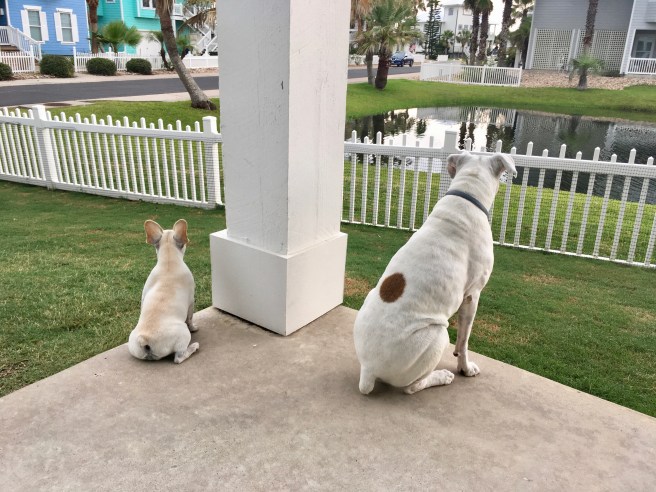 Lucy, Bailey, and Twiggy