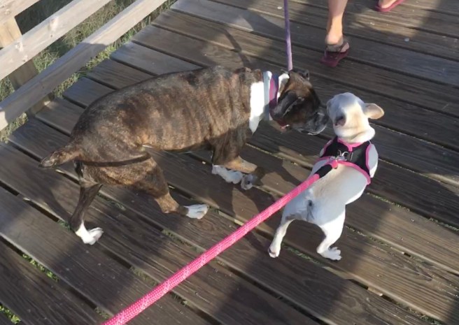 Bailey and Twiggy