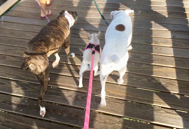 Lucy, Bailey and Twiggy