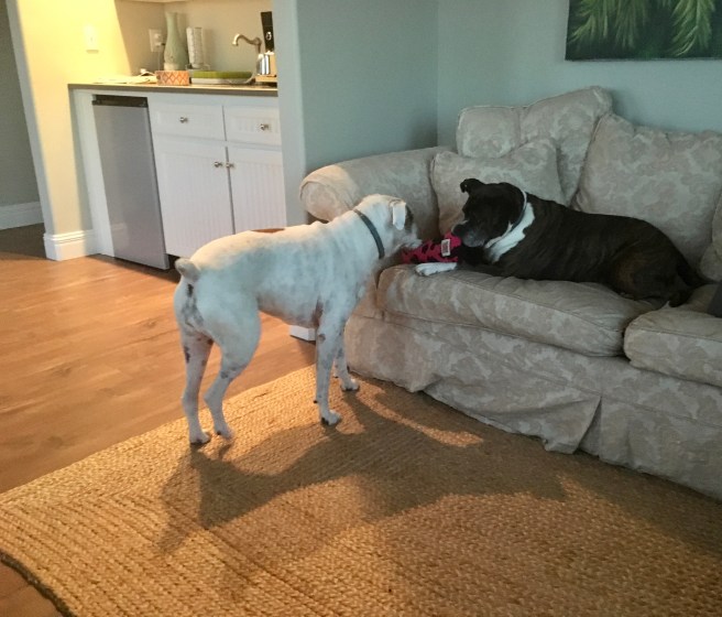 Bailey and Lucy