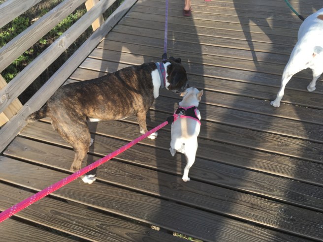 Bailey and Twiggy