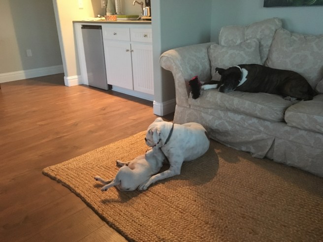 Lucy, Bailey, Twiggy
