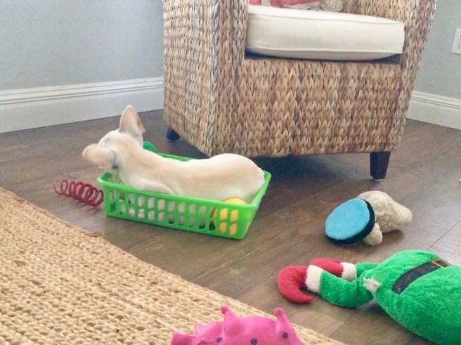 Twiggy's toy basket