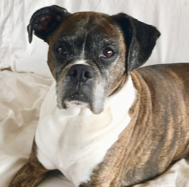 Bailey