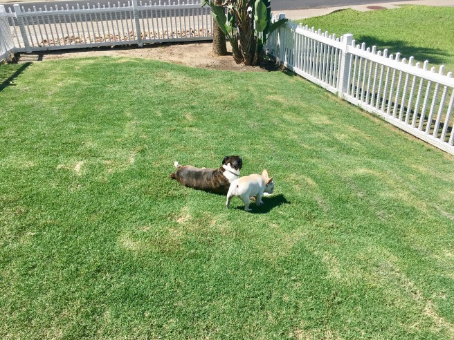 Twiggy and Bailey