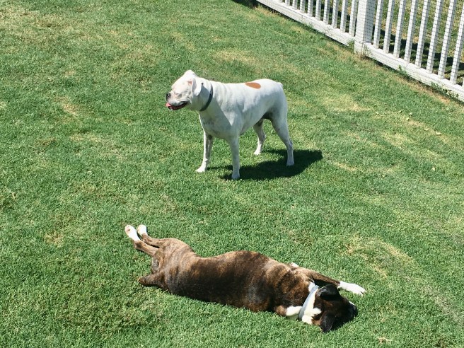 Lucy and Bailey