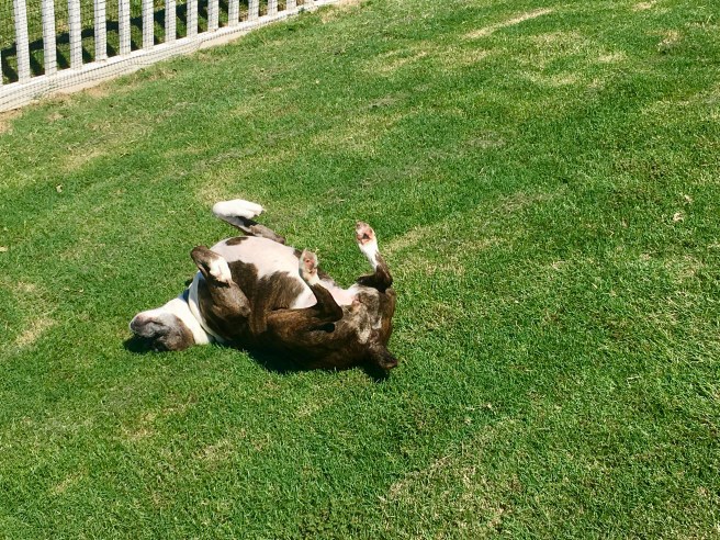 Bailey