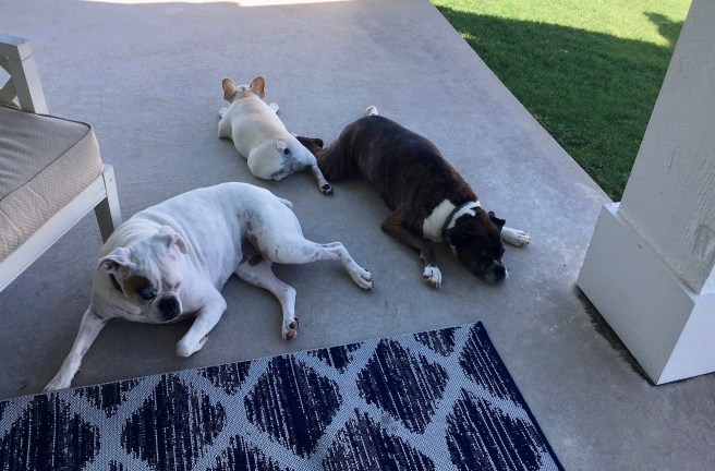 Lucy, Bailey, Twiggy