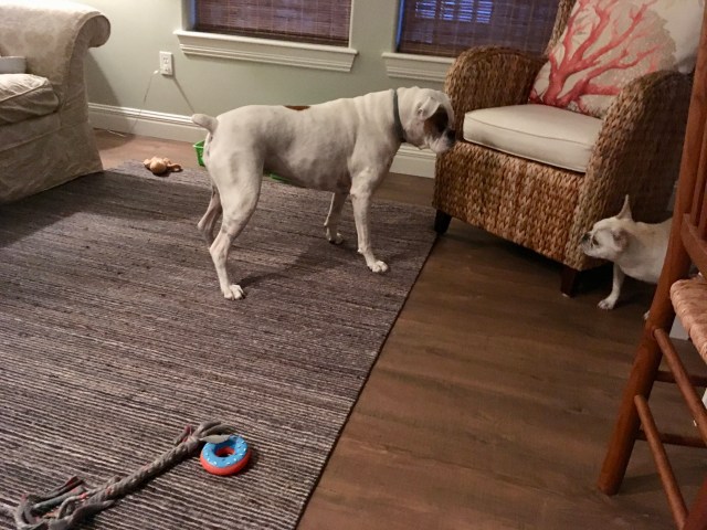 Lucy, Bailey, Twiggy