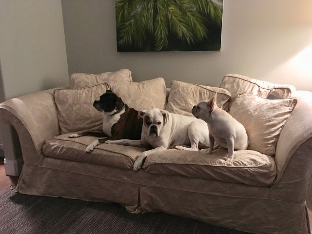 Lucy, Bailey, Twiggy