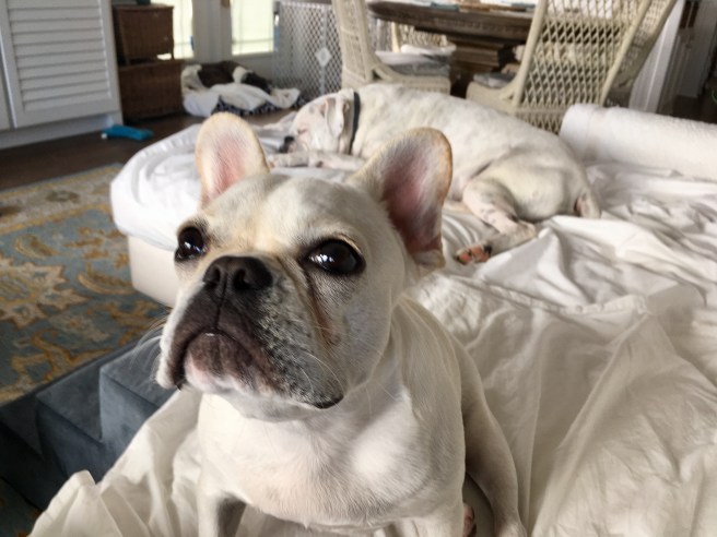 Lucy, Twiggy, and Bailey