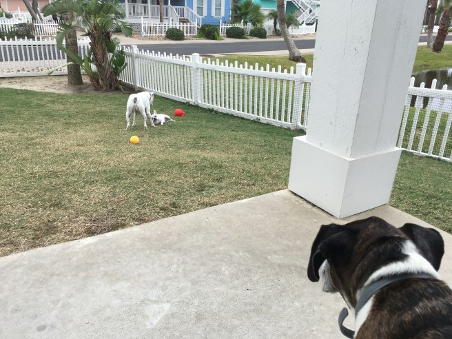 Lucy, Bailey and Twiggy