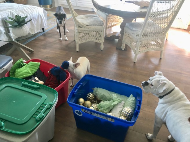 Lucy, Bailey, Twiggy