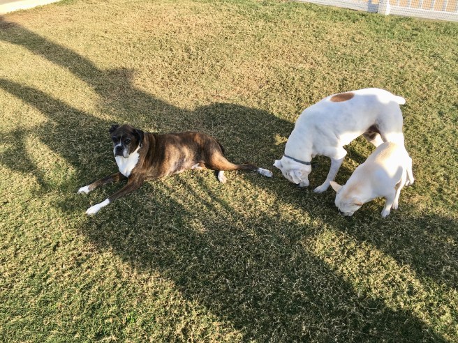 Twiggy, Lucy , and Bailey