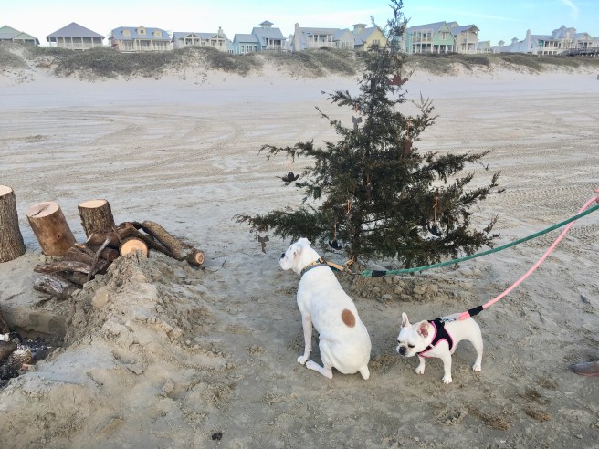 Lucy and Twiggy on the Beach